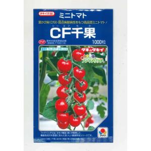 ミニトマト サマー千果 1000粒 タキイ種苗（株） : グリーンロフト