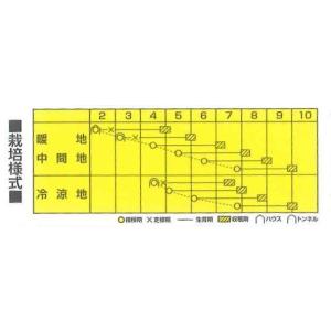枝豆 初だるま 100粒 カネコ種苗(株)の詳細画像1