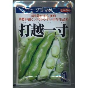 そら豆 打越一寸 1dl(約22粒)（株）サカタのタネ