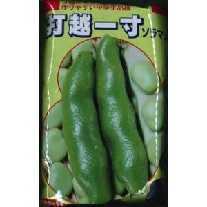 そら豆 打越一寸 1L(約220粒) （株）サカタのタネ