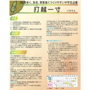 そら豆 打越一寸 1L(約220粒) (株)サ...の詳細画像2