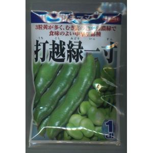 そら豆 打越緑一寸(約25粒) 1dl （株）サカタのタネ