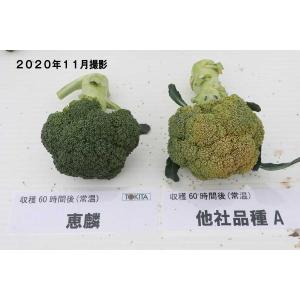 ブロッコリー 恵麟 小袋(約150粒) トキタ...の詳細画像2
