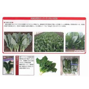 ほうれんそう スーパーヴィジョン 3万粒(種子...の詳細画像2