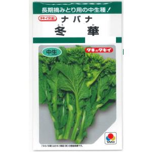 冬華菜花 (菜の花の種) 2dl缶 ( 野菜の種 ) : 菜園くらぶ Yahoo