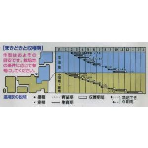 水菜 京みぞれ 20ml タキイ種苗(株)の詳細画像1