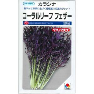 ねぎ 森の奏で ペレット種子5000粒 トキタ種苗 : グリーンロフトネモト