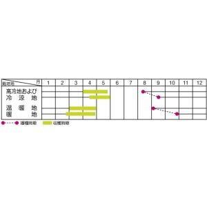 かき菜 さちうら 約800粒 (株)サカタのタ...の詳細画像1