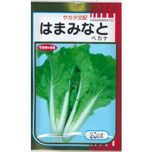 レタス ヒートガイ ペレット種子5000粒 タキイ種苗（株） : グリーン