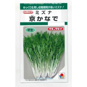 落花生 おおまさりネオ むき実種子 1L(約340粒) 渡辺農事（株