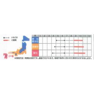 エゴマ 約800粒 (株)サカタのタネ 実咲2...の詳細画像1