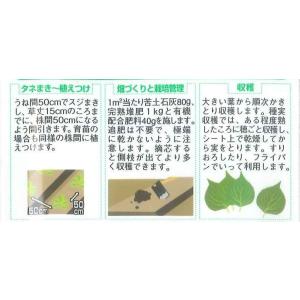 エゴマ 約800粒 (株)サカタのタネ 実咲2...の詳細画像2