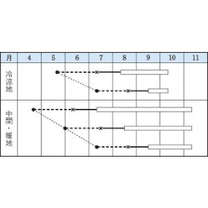 モロヘイヤ 20ml タキイ種苗(株)の詳細画像1