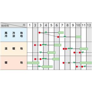 キャベツ 金系201号 ペレット種子 100粒...の詳細画像1
