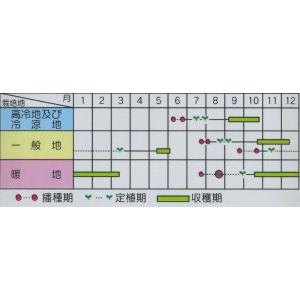 キャベツ 金春 20ml (株)サカタのタネの詳細画像1