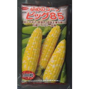 とうもろこし ゆめのコーンビッグ85 2000粒 （株）サカタのタネ