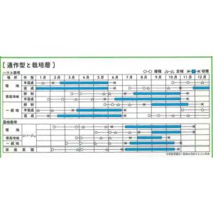 ミニトマト ロッソアモーレ 8粒 サナテックシ...の詳細画像1