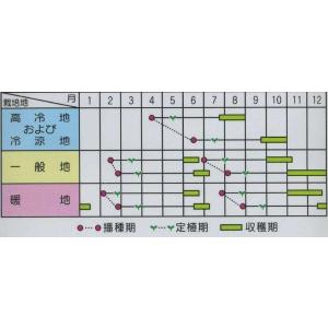 キャベツ 新藍 2000粒(株) サカタのタネの詳細画像1