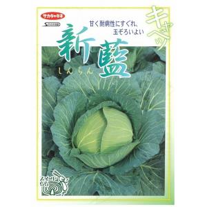 キャベツ 新藍 2000粒(株) サカタのタネの詳細画像2