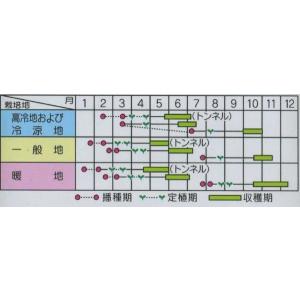 キャベツ みさき 20ml (株)サカタのタネの詳細画像1