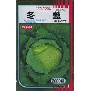 キャベツ　冬藍　2000粒　（株）サカタのタネ