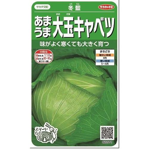 キャベツ 冬藍 約80粒 （株）サカタのタネ 実咲450(002918)