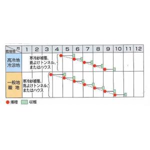 葉大根 葉大臣 2dl(株)サカタのタネの詳細画像1