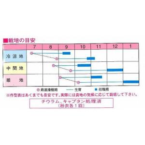 大根 さとみ大根 1000粒 渡辺農事(株)の詳細画像1
