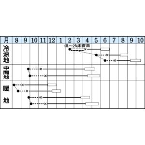 キャベツ 味春 1.2ml (約160粒) タ...の詳細画像1