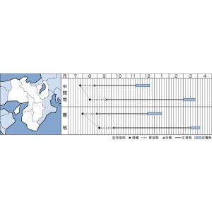 キャベツ 彩音 2000粒 タキイ種苗(株)の詳細画像1
