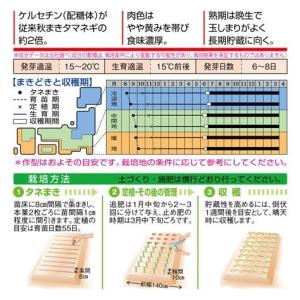 たまねぎ ケルたま 4.5ml (約390粒)...の詳細画像1