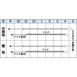 たまねぎ マッハ 20ml タキイ種苗(株)の詳細画像1