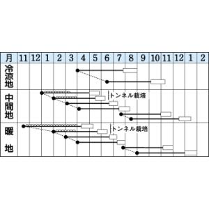 人参 向陽二号 ペレットL1万粒 タキイ種苗(株)の詳細画像1