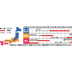 人参 ベーターリッチ Lサイズ 1万粒 (株)...の詳細画像1