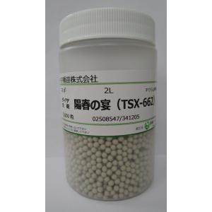 ねぎ 陽春の宴　ペレット種子5千粒　トキタ種苗（株）