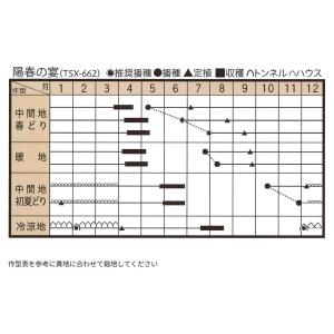 ねぎ 陽春の宴 ペレット種子5千粒 トキタ種苗(株)の詳細画像1