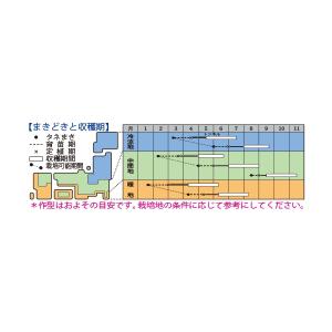 ズッキーニ オーラムEX 10粒 タキイ種苗 ...の詳細画像1