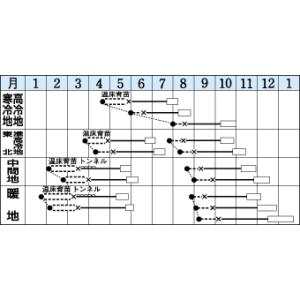 白菜 オレンジクイン ペレット種子 100粒 ...の詳細画像1