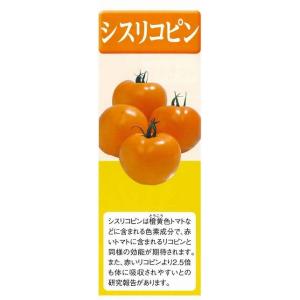 白菜 オレンジクイン ペレット種子 100粒 ...の詳細画像3