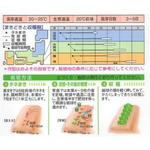 白菜 金将二号 2.2ml (約280粒)タキ...の詳細画像1