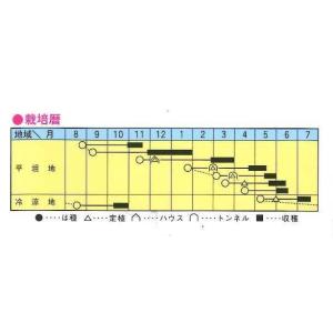 白菜 舞の海 2ml トキタ種苗の詳細画像1