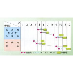 白菜 タイニーシュシュ 約300粒 (株)サカ...の詳細画像2