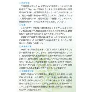 白菜 タイニーシュシュ 約300粒 (株)サカ...の詳細画像3