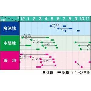 大根 豊誉 8000粒 ヴィルモランみかど(株)の詳細画像1