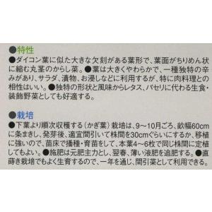 わさび菜 6ml(約2600粒) 中原採種場(株)の詳細画像1