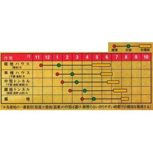 スイカ 金色羅皇 5粒 ナント種苗(株)の詳細画像3