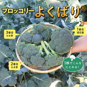 ブロッコリー よくばり(約50粒) (株)サカ...の詳細画像1
