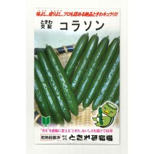 きゅうり コラソン　350粒（株）ときわ研究場
