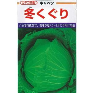 キャベツ　冬くぐり　小袋　カネコ種苗（株）