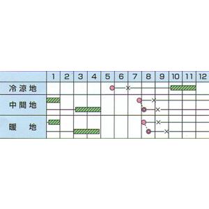 キャベツ 冬くぐり 小袋 カネコ種苗(株)の詳細画像1